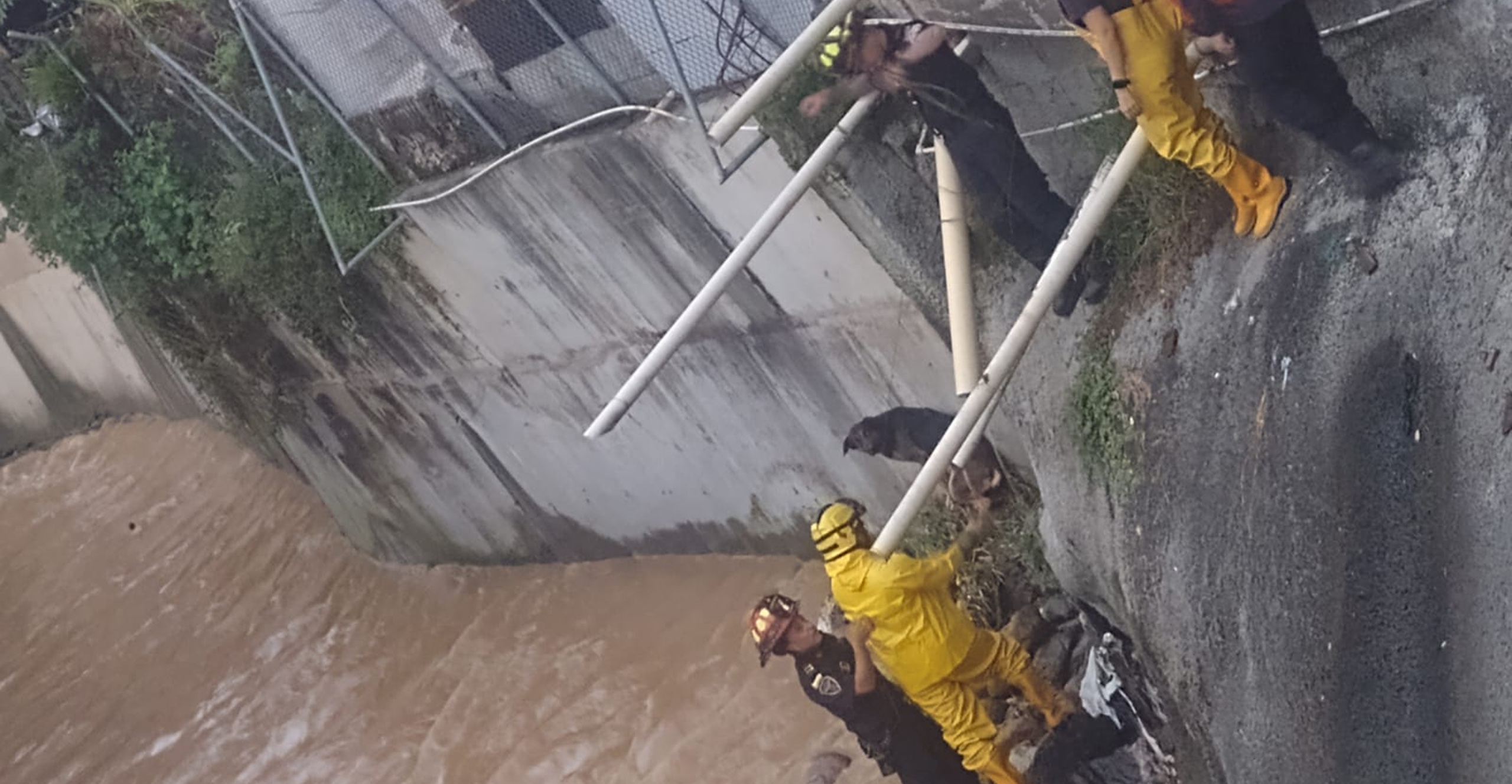 Rescate en Bello: la cadena humana que salvó a un canino de ser arrastrado por la corriente
