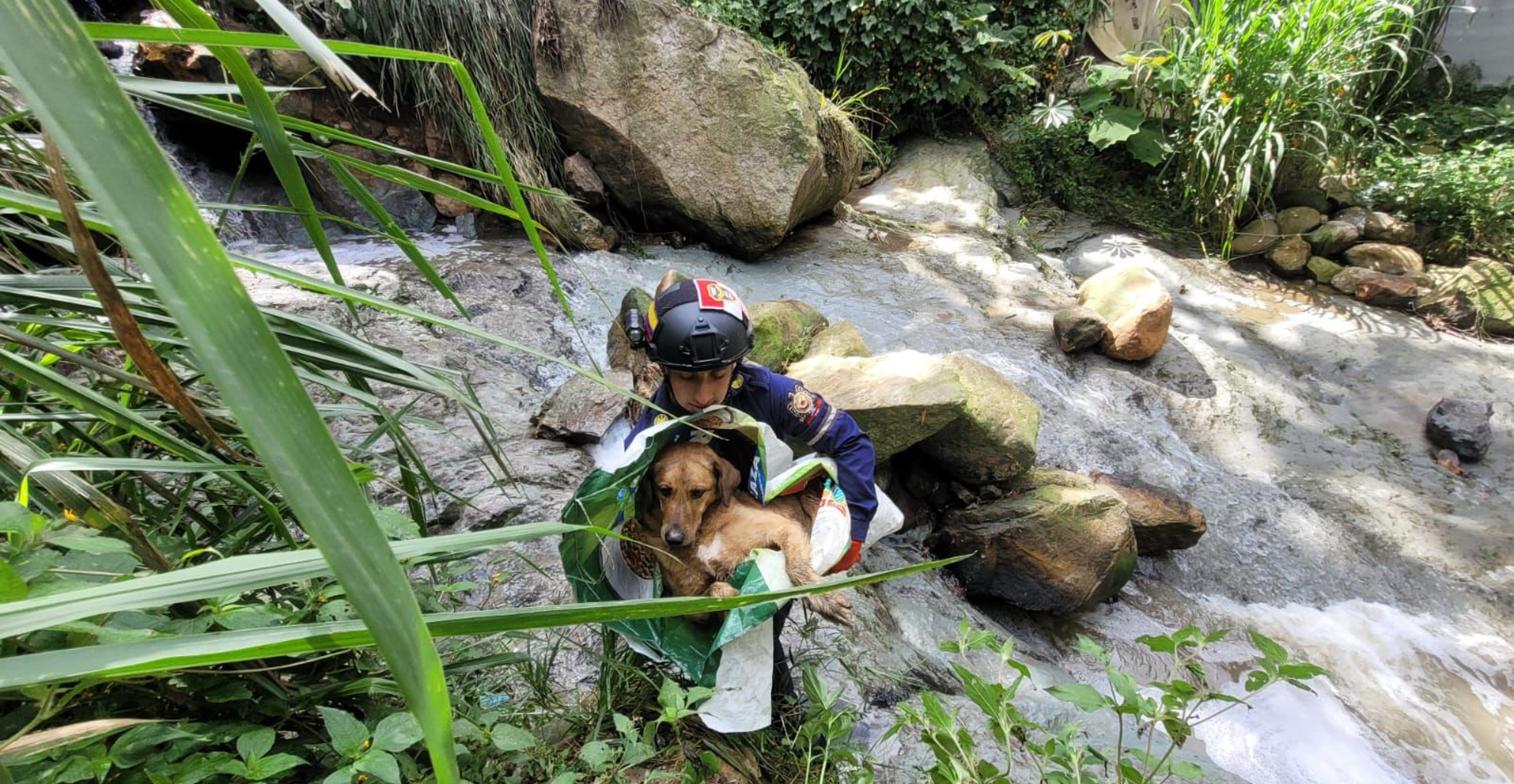 Héroes en acción: Bomberos de Fusagasugá salvan a perrito atrapado en la quebrada San Nicolás