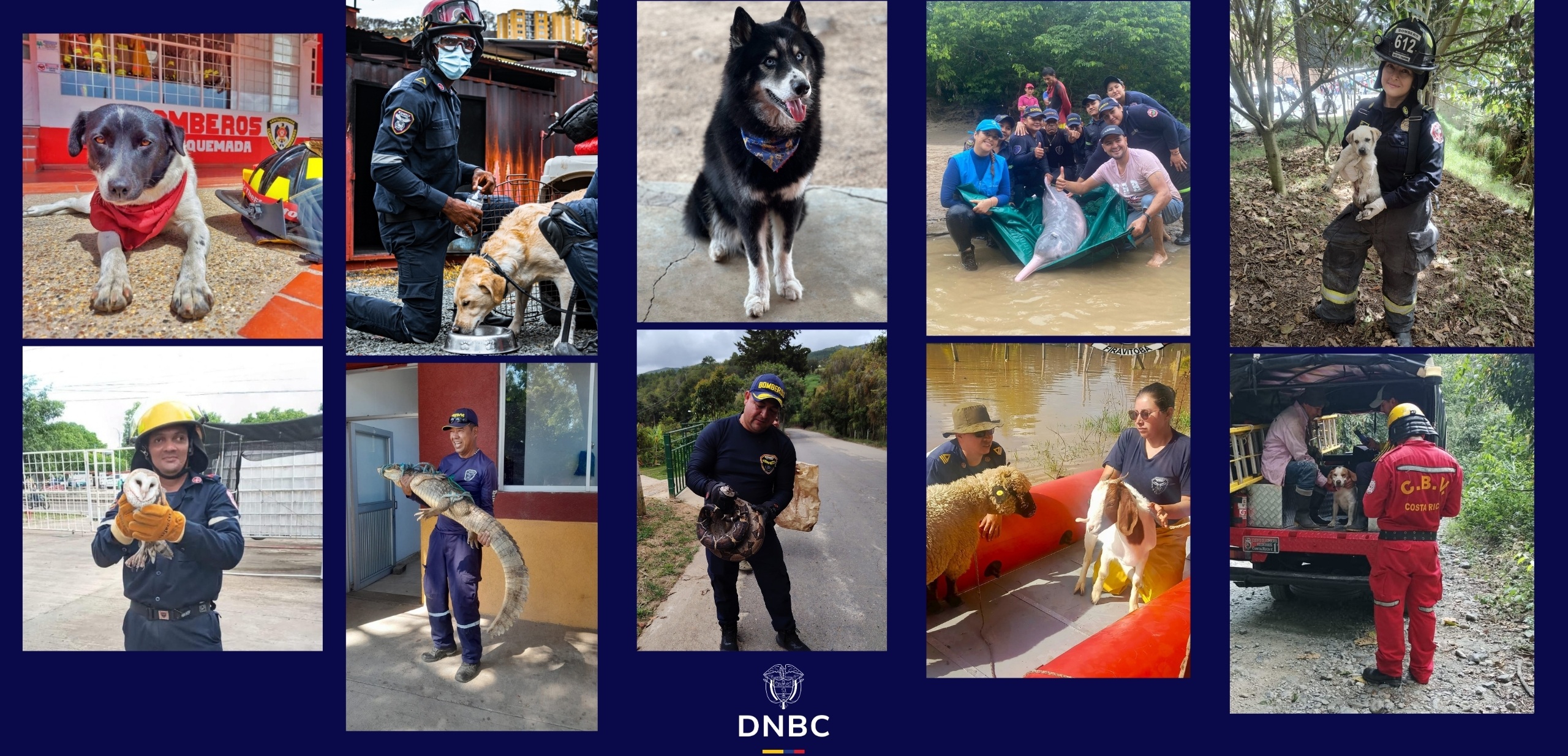 Bomberos de Colombia y su lucha por el rescate de animales: DNBC se suma a la celebración del Día Mundial de los Animales