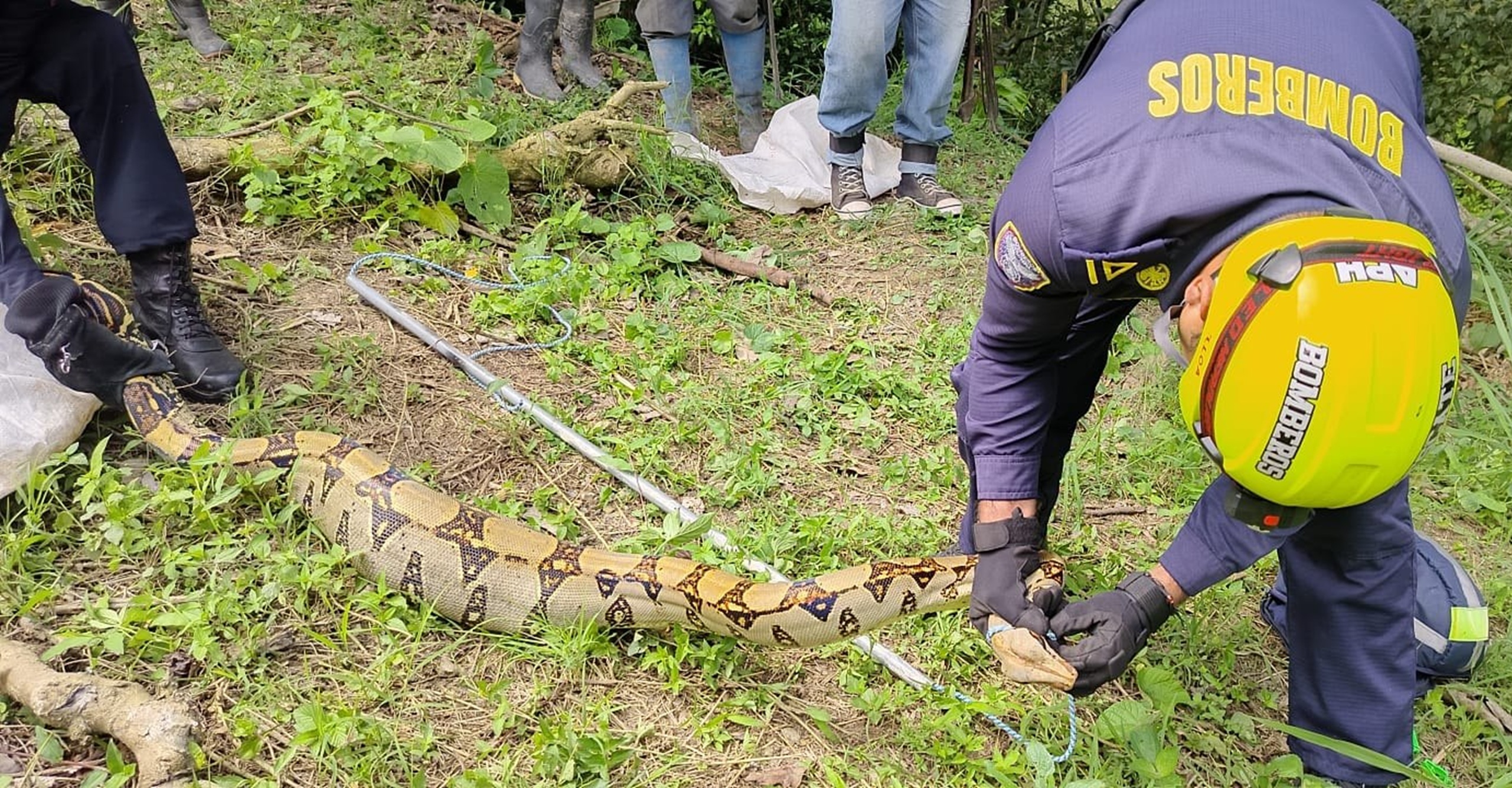 Bomberos de Cachipay realizan rescate seguro de fauna silvestre en zona residencial