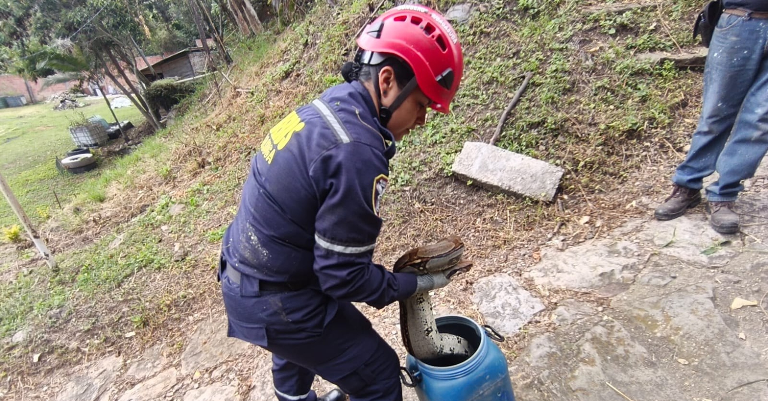 Bomberos de Fusagasugá realizan rescate y liberación segura de boa constrictor en zona rural