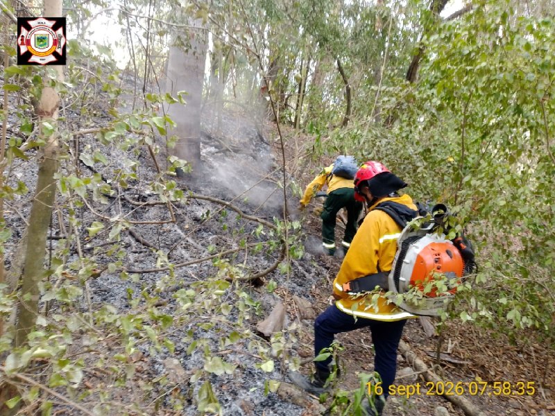Unidades bomberiles avanzan entre la vegetación con sopladoras portátiles durante las labores de liquidación.