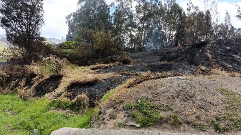 Vista del terreno con vegetación ennegrecida y árboles afectados por el incendio forestal.