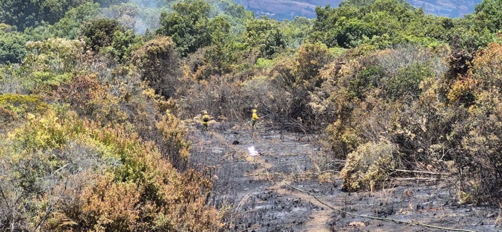 erreno ennegrecido y vegetación quemada después del avance del incendio forestal.