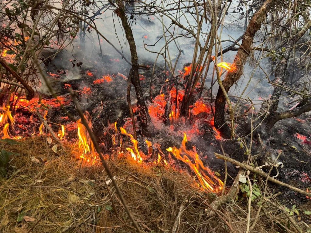 Llamas consumen vegetación baja y ramas entre los árboles, con presencia de humo.