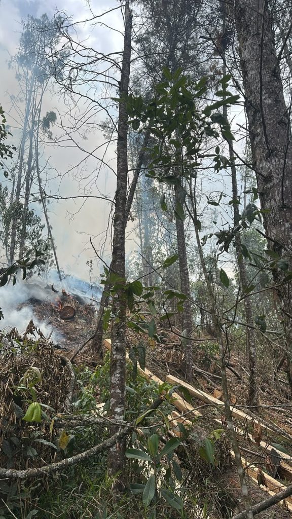 Humo entre los árboles de una zona boscosa, con ramas y material vegetal acumulado en el suelo.