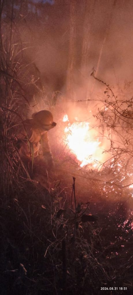 Bombero combate un incendio forestal entre vegetación