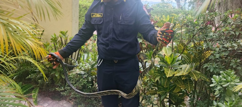 Unidad del Cuerpo de Bomberos Voluntarios de La Mesa realiza el manejo seguro de una serpiente rescatada en la vereda Hato Centro, Cundinamarca.